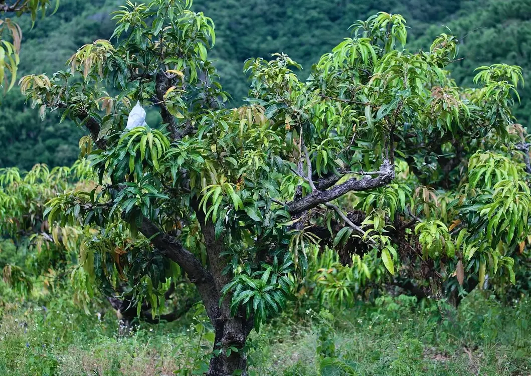 芒果樹管理