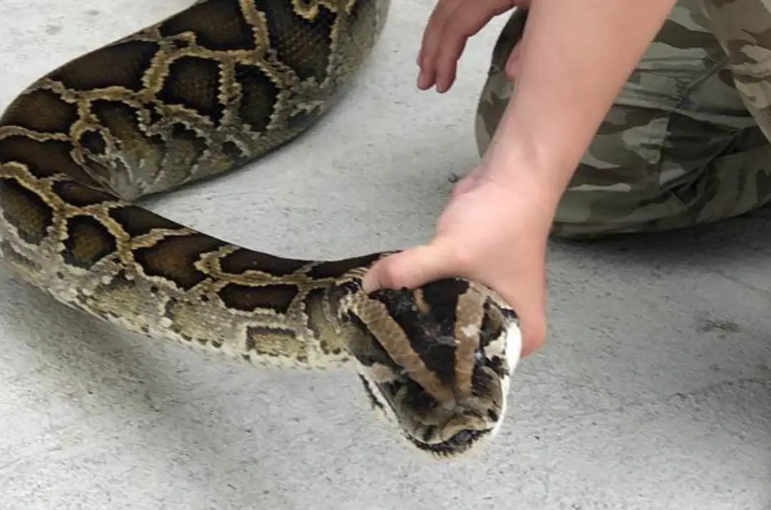 夢到抓蛇的頭 解夢