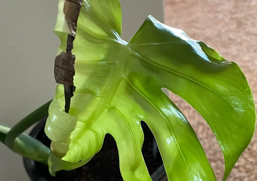 龜背芋葉子破洞怎麼辦？專家解析3大主因與完整修復指南