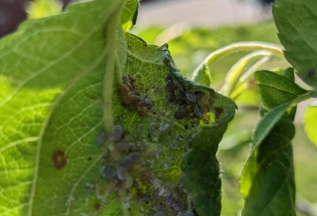 果樹病蟲害診斷