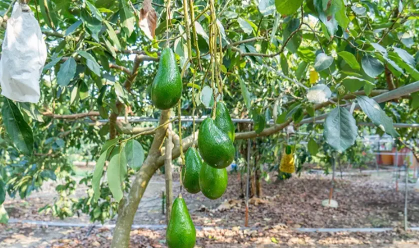 酪梨苗栽培全攻略：從選苗到結果的實戰筆記