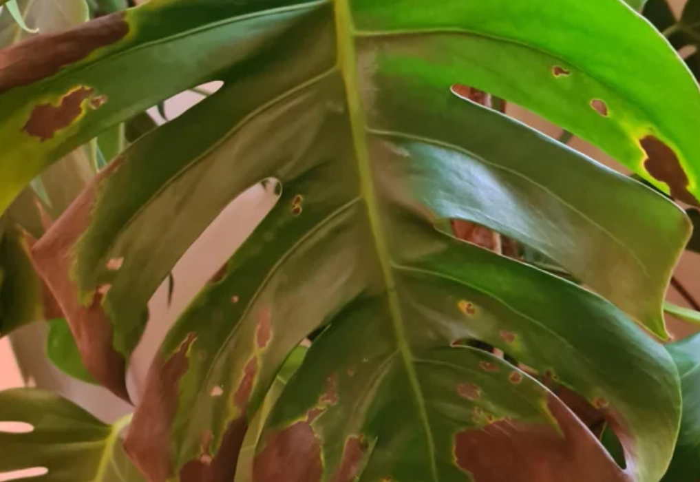 龜背芋葉子破洞