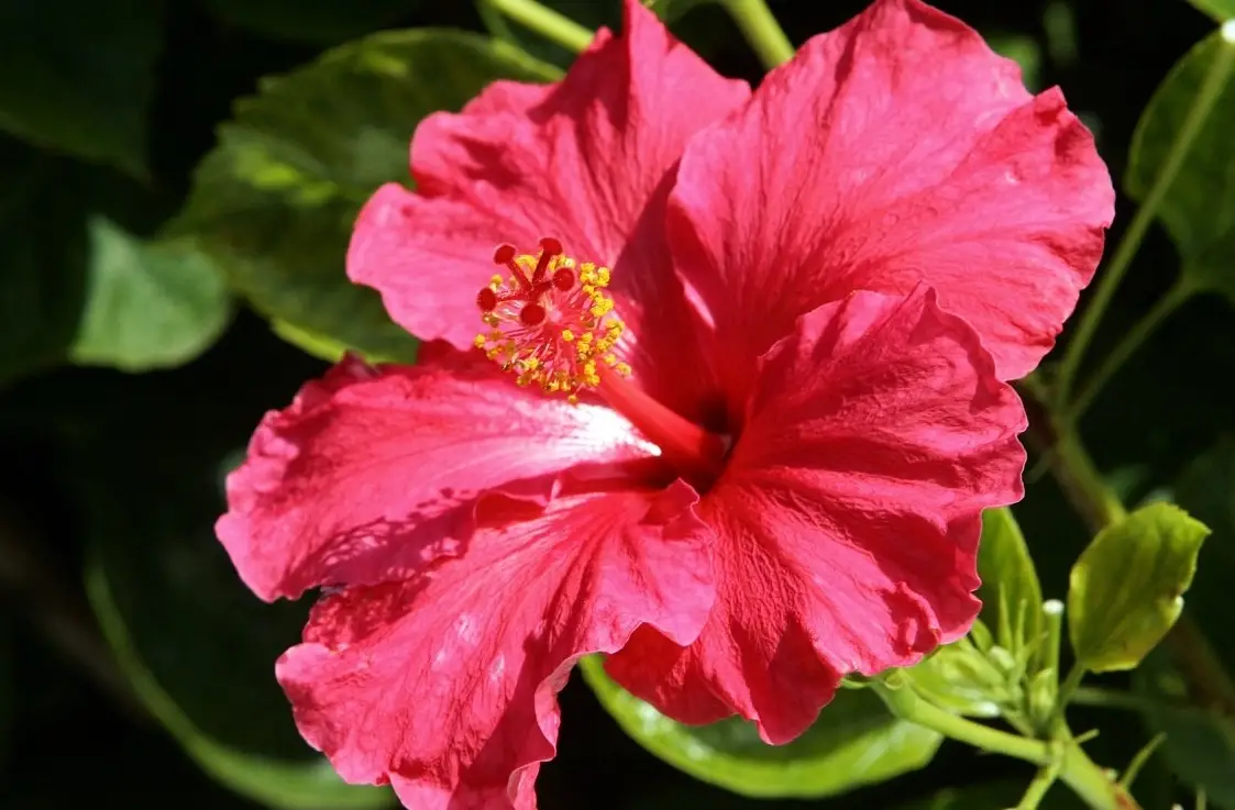 木槿花功效全解析：從美容養顏到健康守護的實用指南