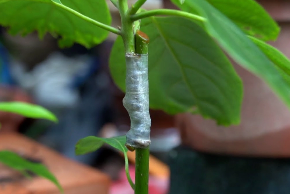 靠接癒合時間完全指南：從原理到實戰一次搞懂