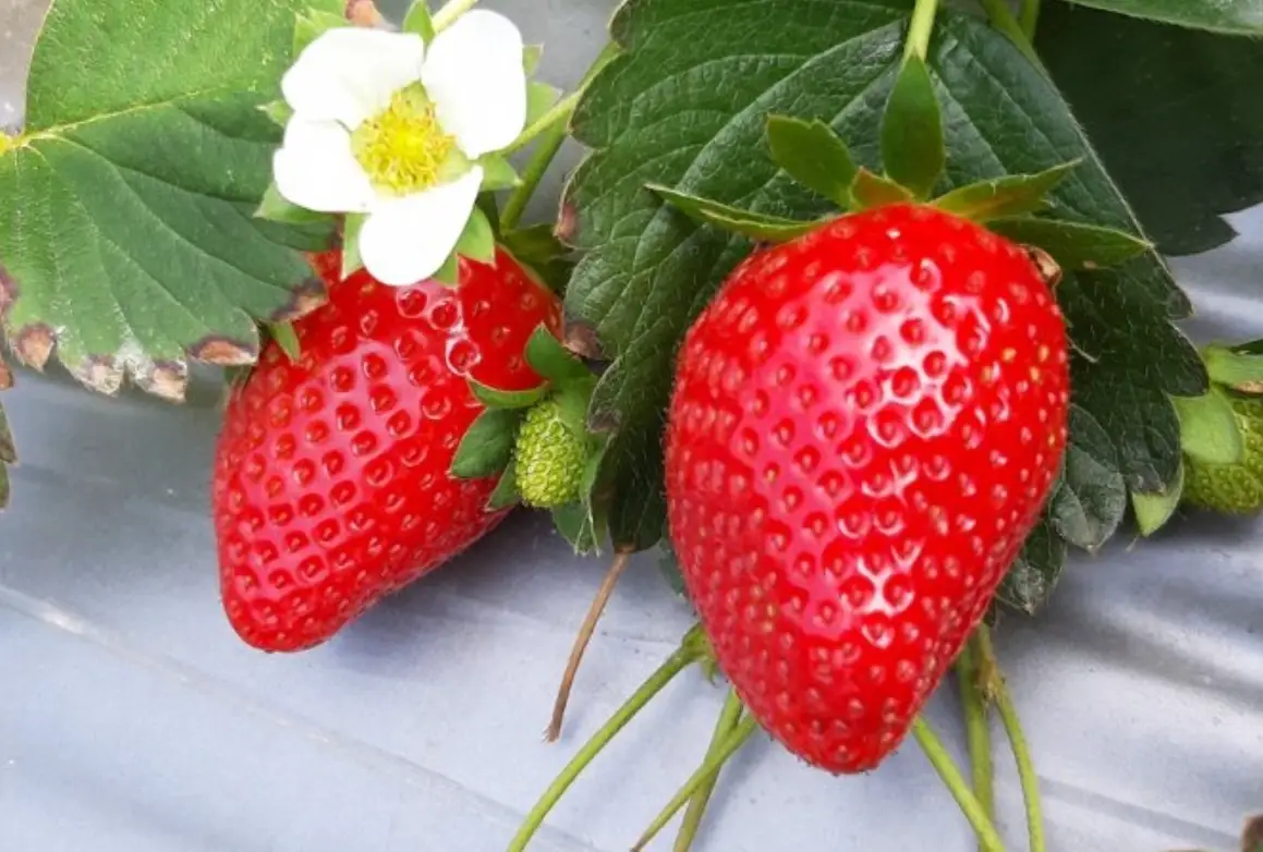 採草莓