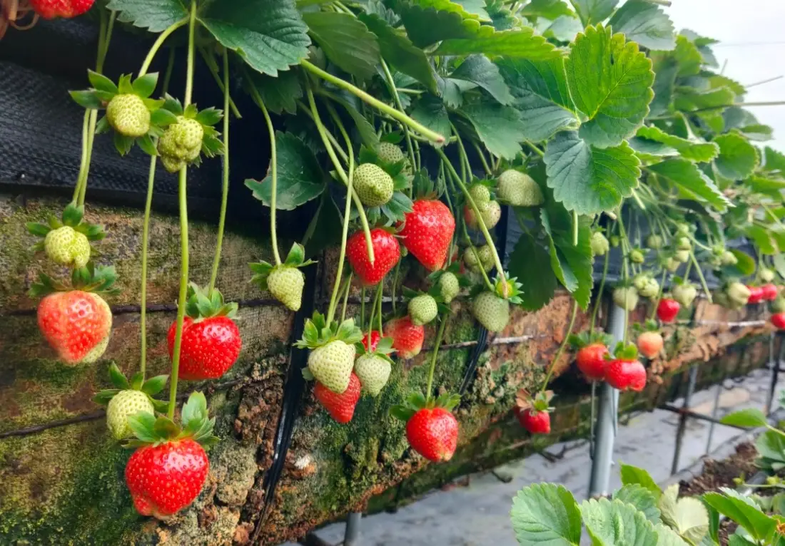 北埔綠野草莓園採摘攻略：品種、價格、交通與隱藏玩法一次看