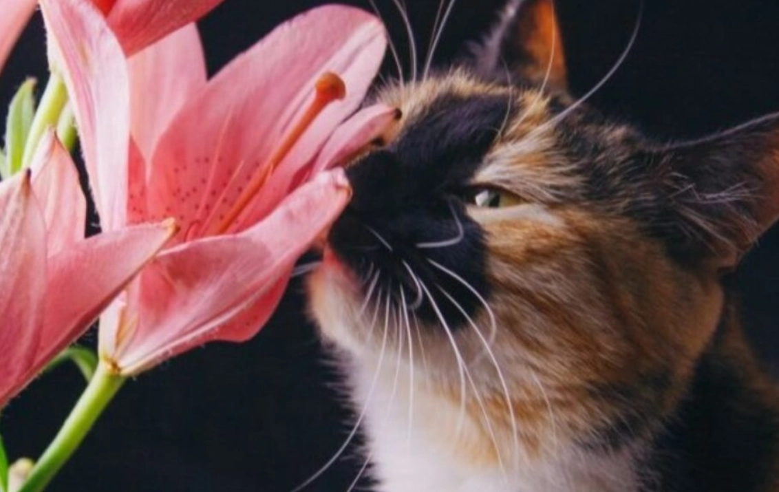 貓 百合花 中毒