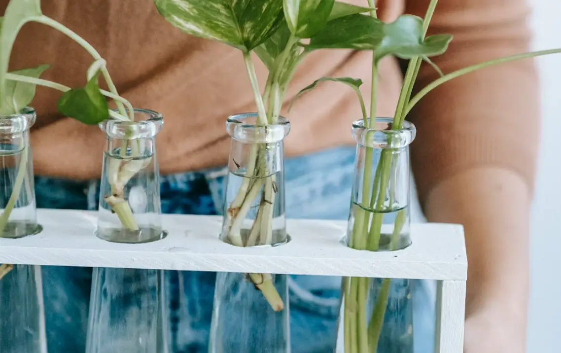 自製植物營養液