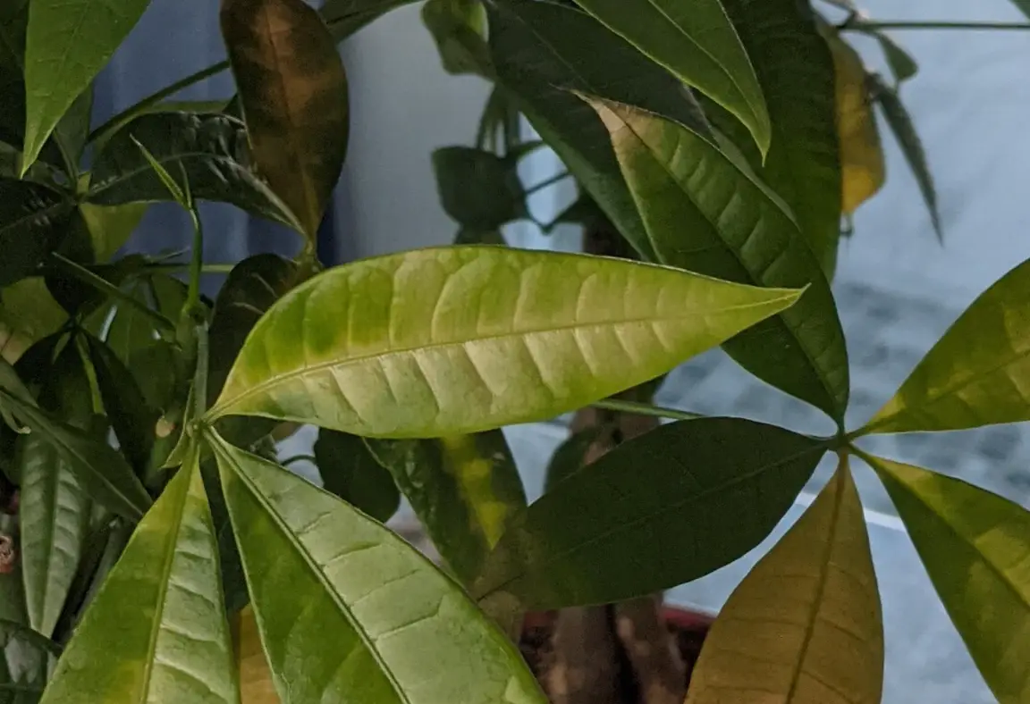 發財樹 水耕 黃葉