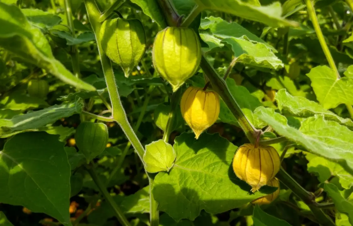 燈籠果種植間距全攻略：掌握黃金距離，輕鬆提升產量與甜度