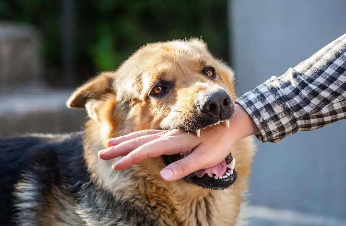 解夢被狗咬？別慌！從情境、情緒到應對的深度解析