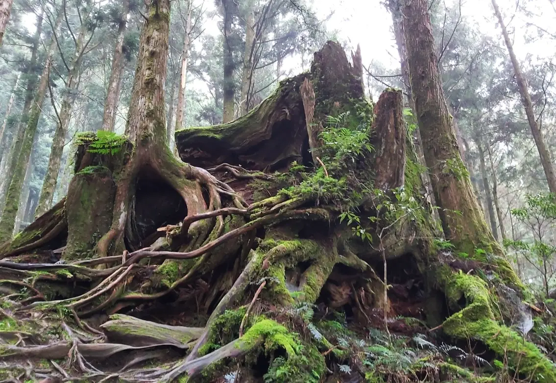 如何讓樹自然死亡？園藝專家教你安全自然處理樹木