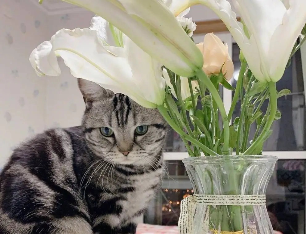 貓咪可以聞百合花嗎？完整解析百合花對貓的毒性與安全指南