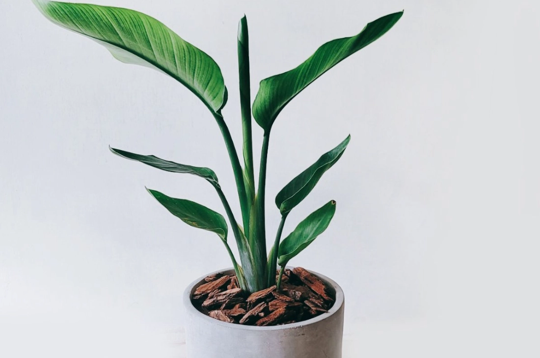 天堂鳥盆栽養護全攻略：從選購到開花的專家指南