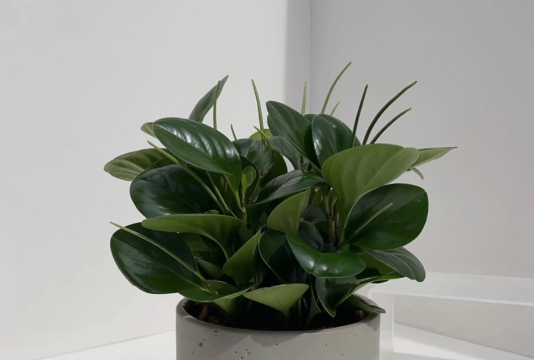 室內植物光照需求