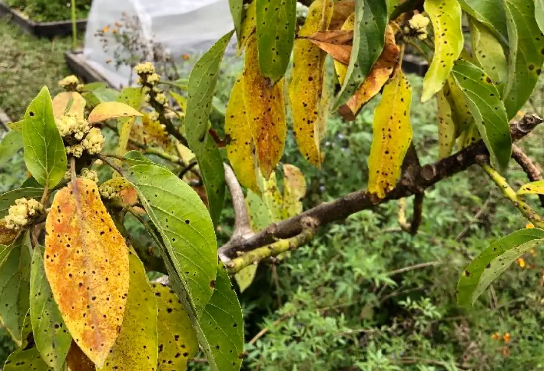 酪梨藻斑病用藥推薦