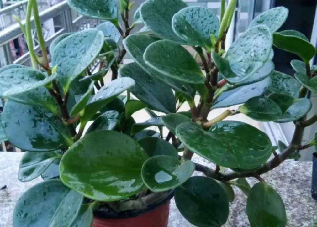 圓葉椒草擺放位置全攻略：室內養護與風水秘訣一次看懂