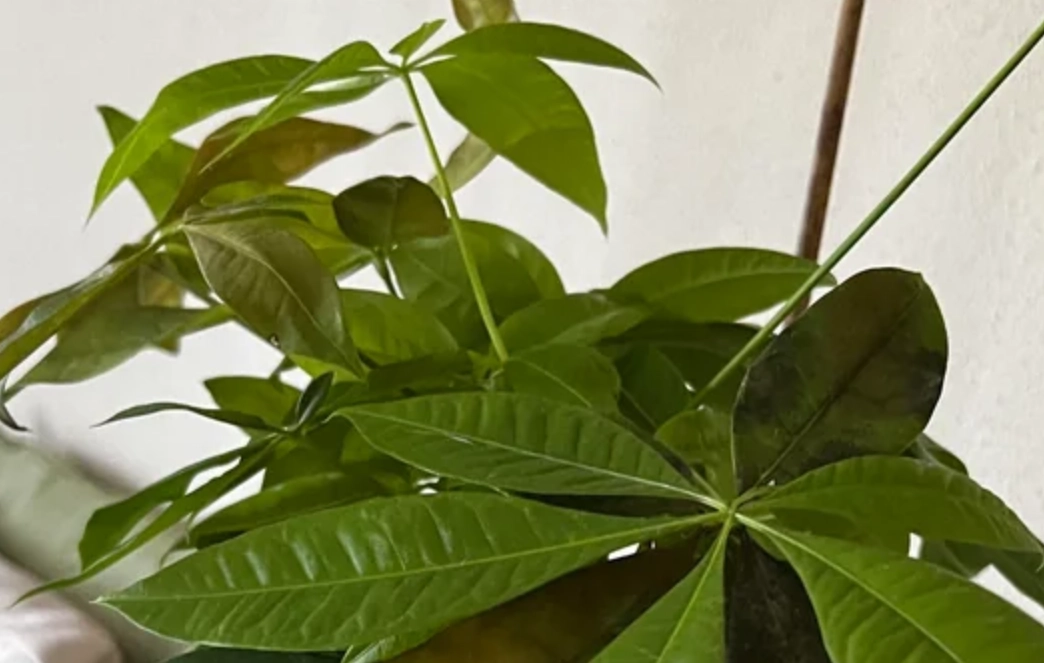 發財樹 水耕 黃葉