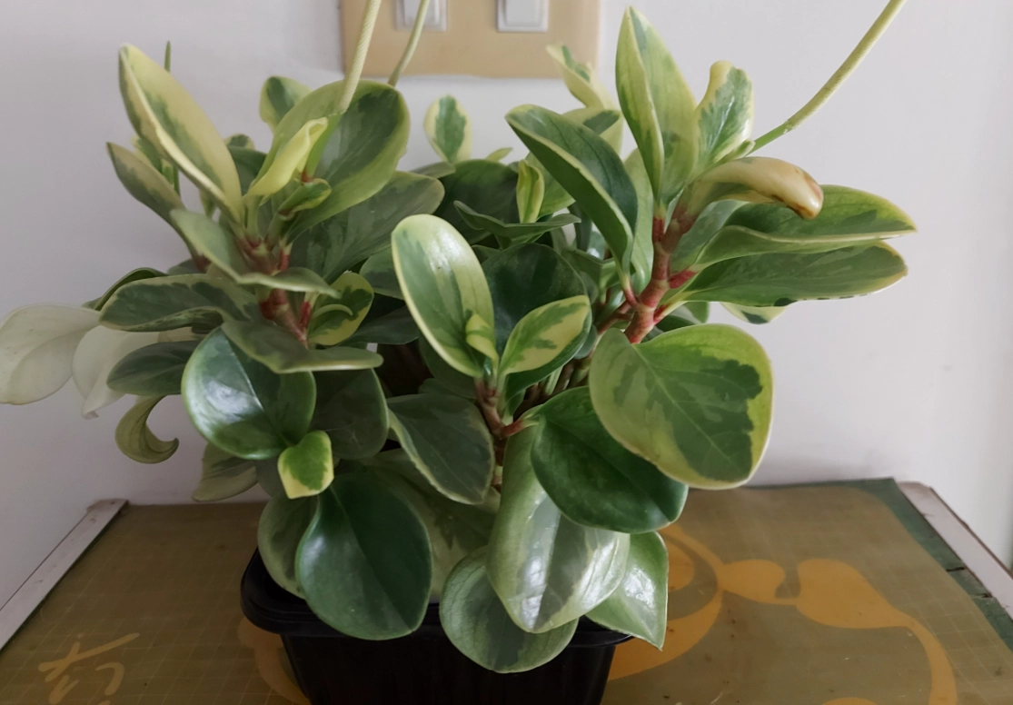 室內植物光照需求