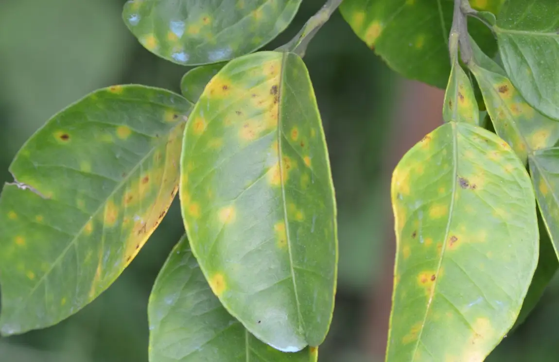 果樹病蟲害防治終極指南：從診斷到有機防治的實戰心法