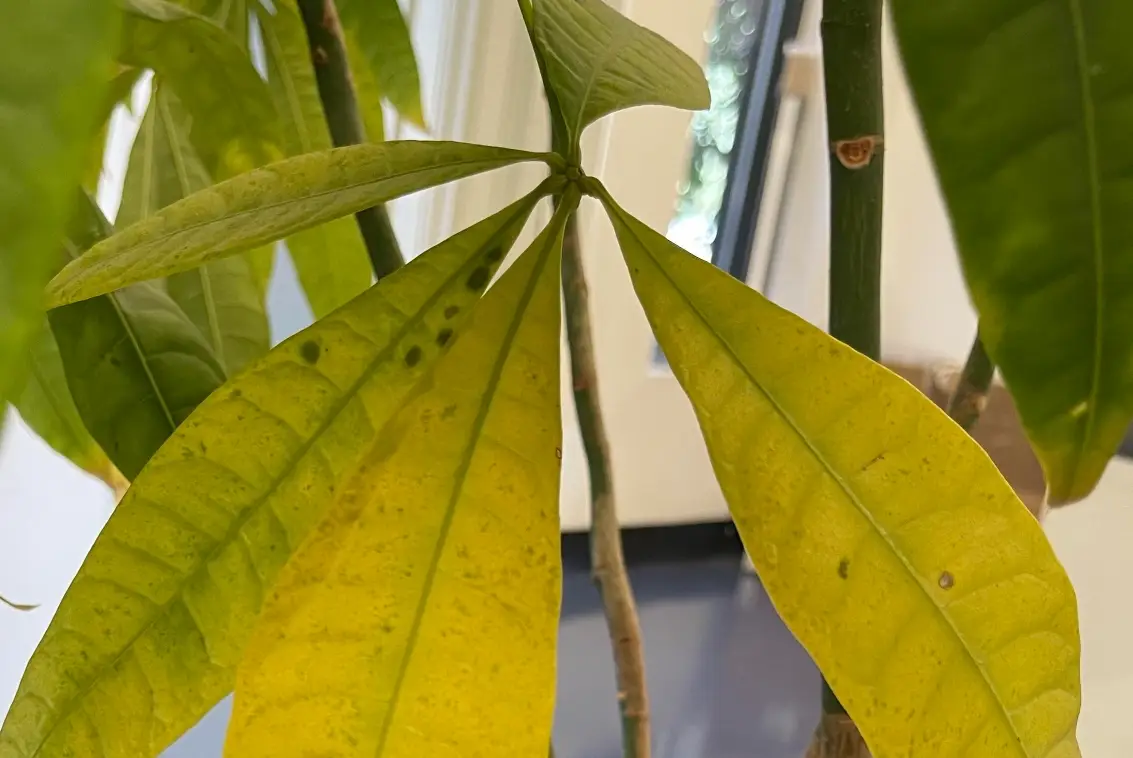 發財樹 水耕 黃葉