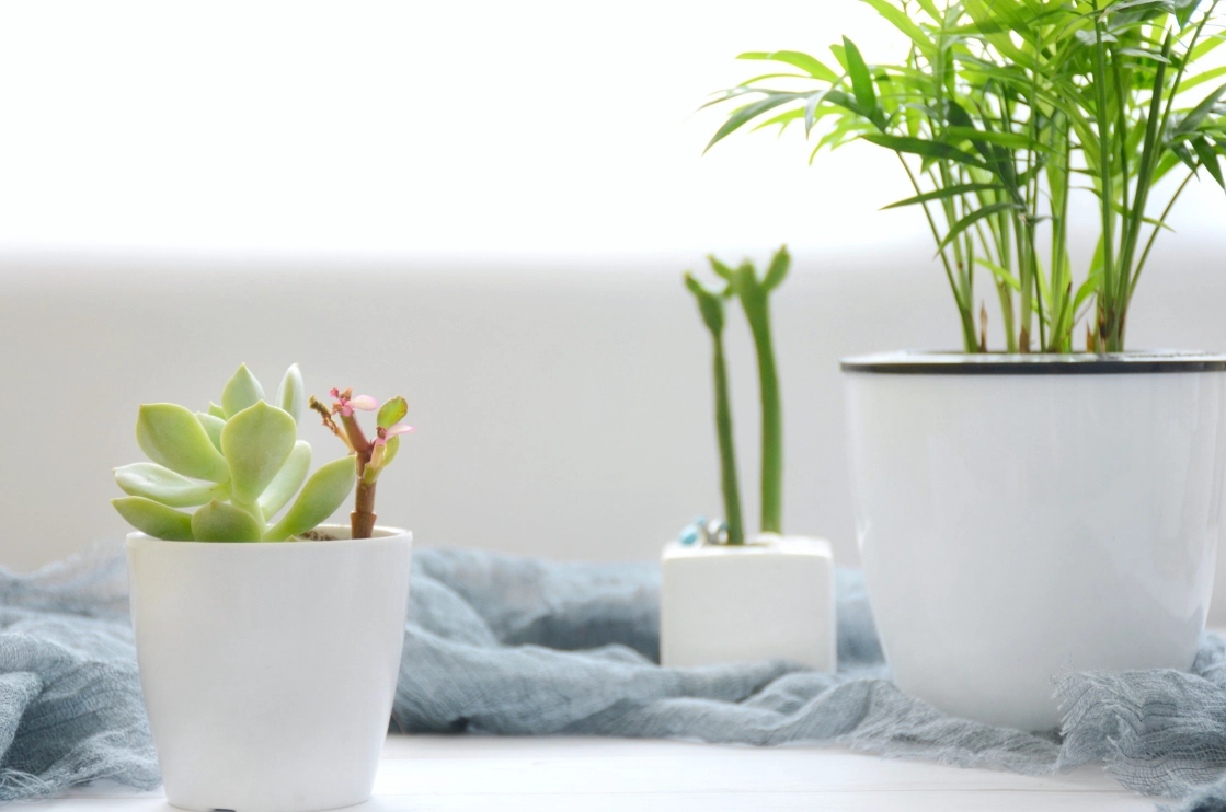 臥室可以放植物嗎？專家解析優缺點、推薦品種與擺放技巧