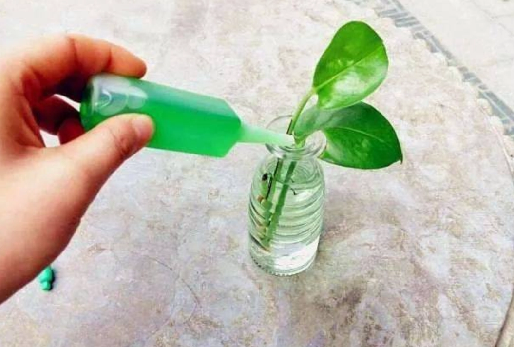 無土栽培營養液自製全攻略：從原理到實作，打造健康水耕植物