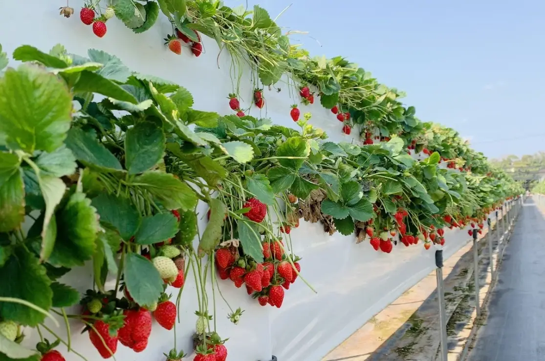 桑妮草莓園採草莓攻略：交通、品種、採摘技巧與隱藏版吃法