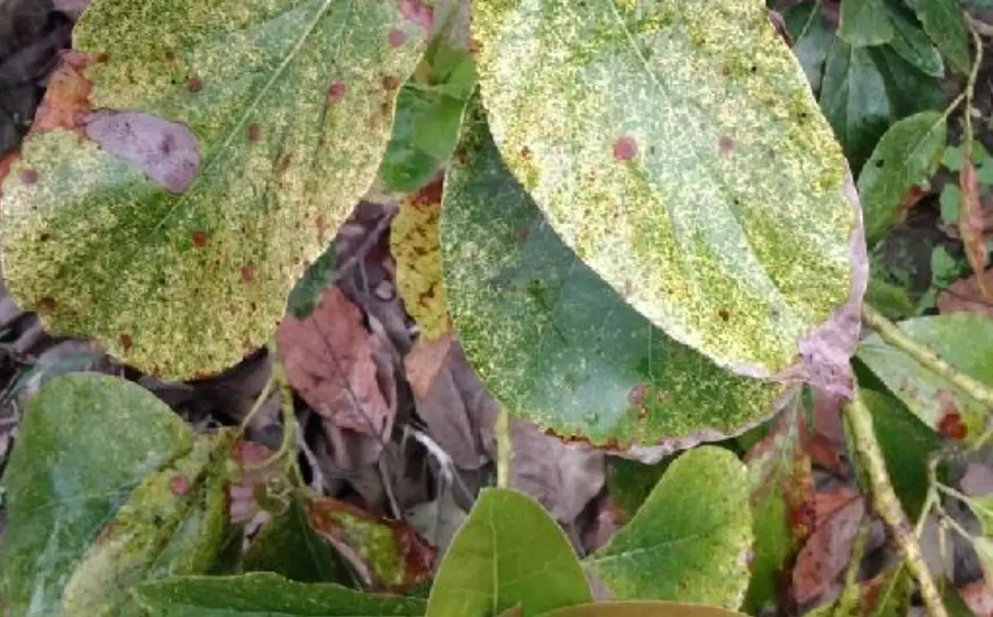 酪梨藻斑病用藥推薦