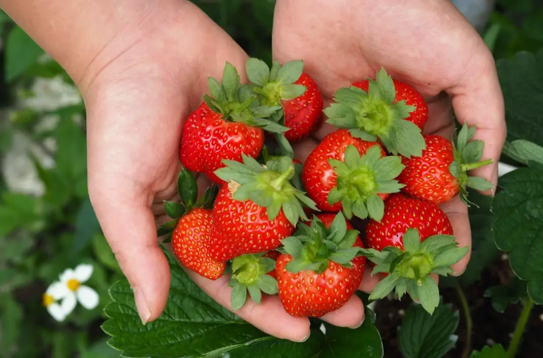 新竹採草莓