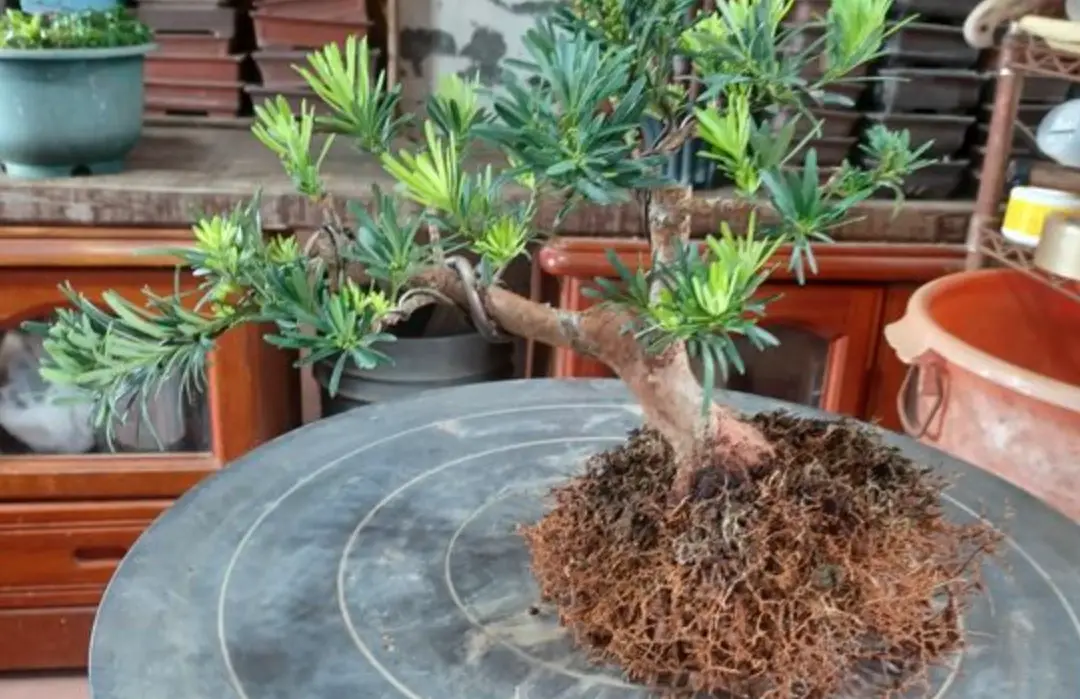 羅漢松換盆步驟