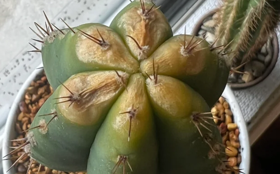 仙人掌曬傷處理