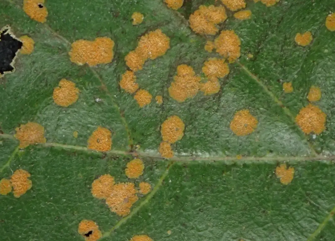 酪梨藻斑病用藥指南：防治策略、推薦藥劑與實戰經驗