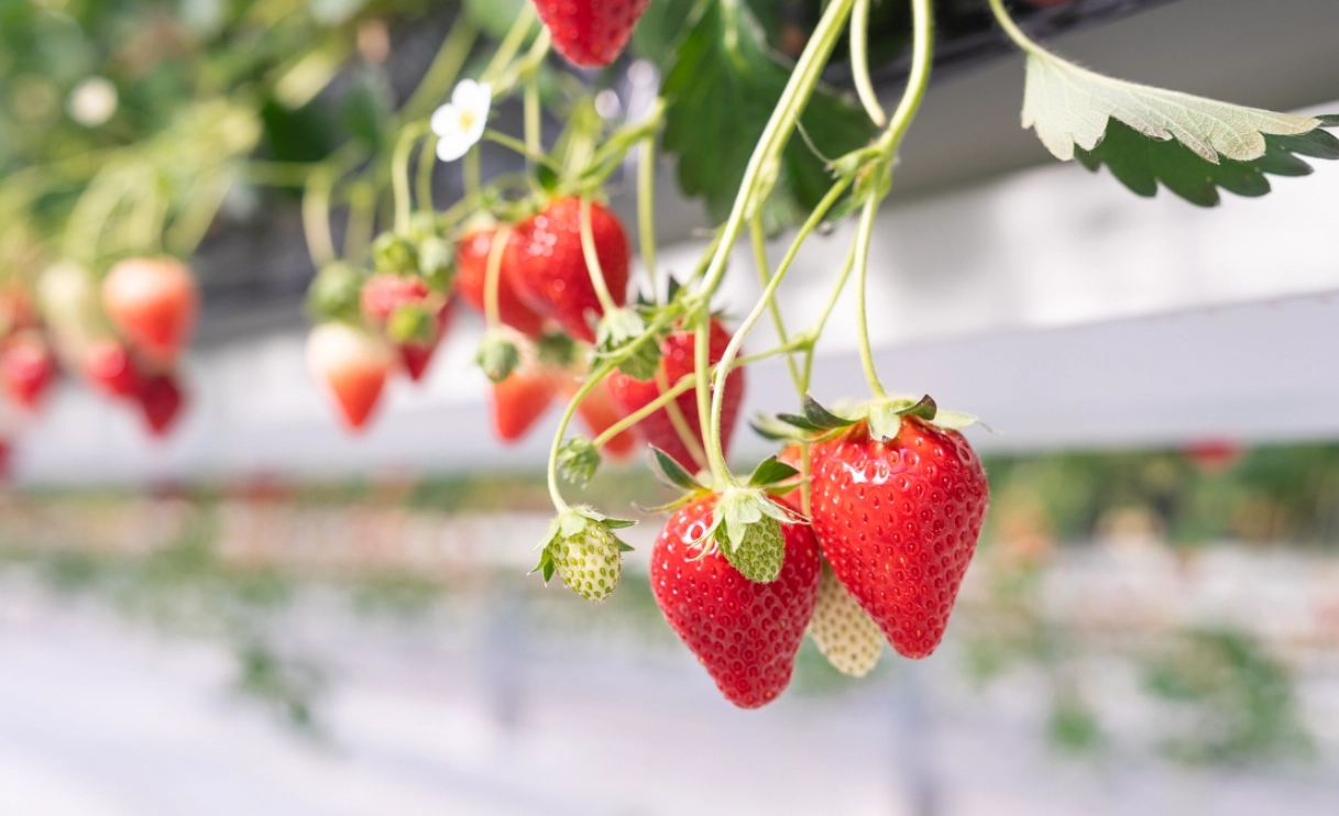 桑妮草莓園 採摘技巧