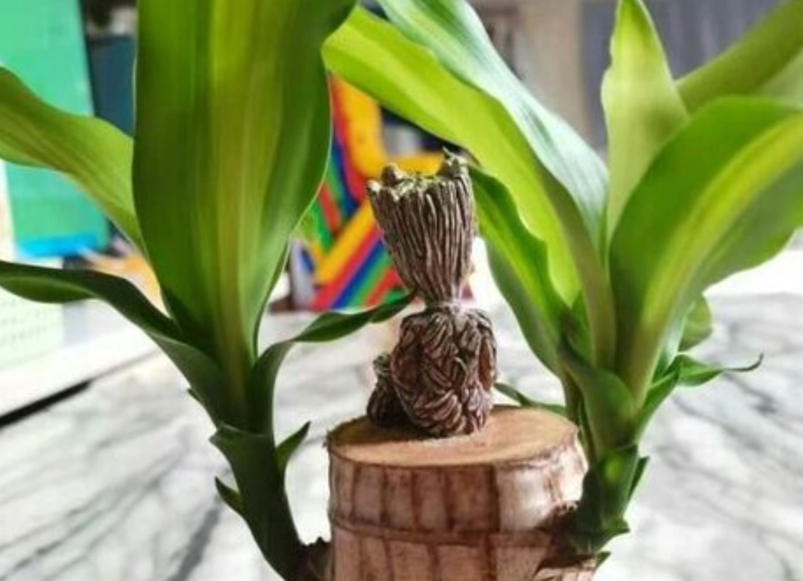 巴西木開花時間