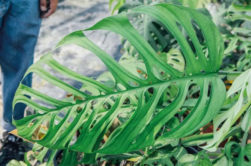 龜背芋 葉子 黃斑