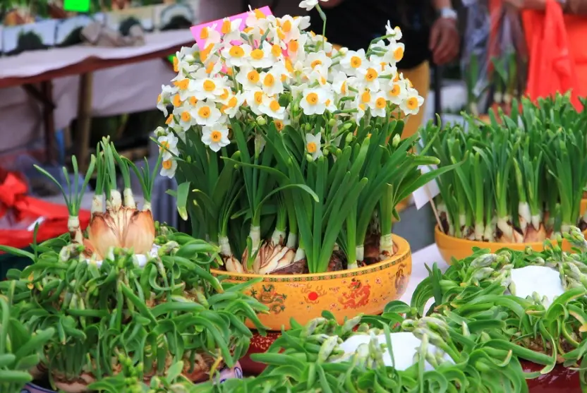 毛孩年花大解析：新手必看的寵物年度開銷精算指南