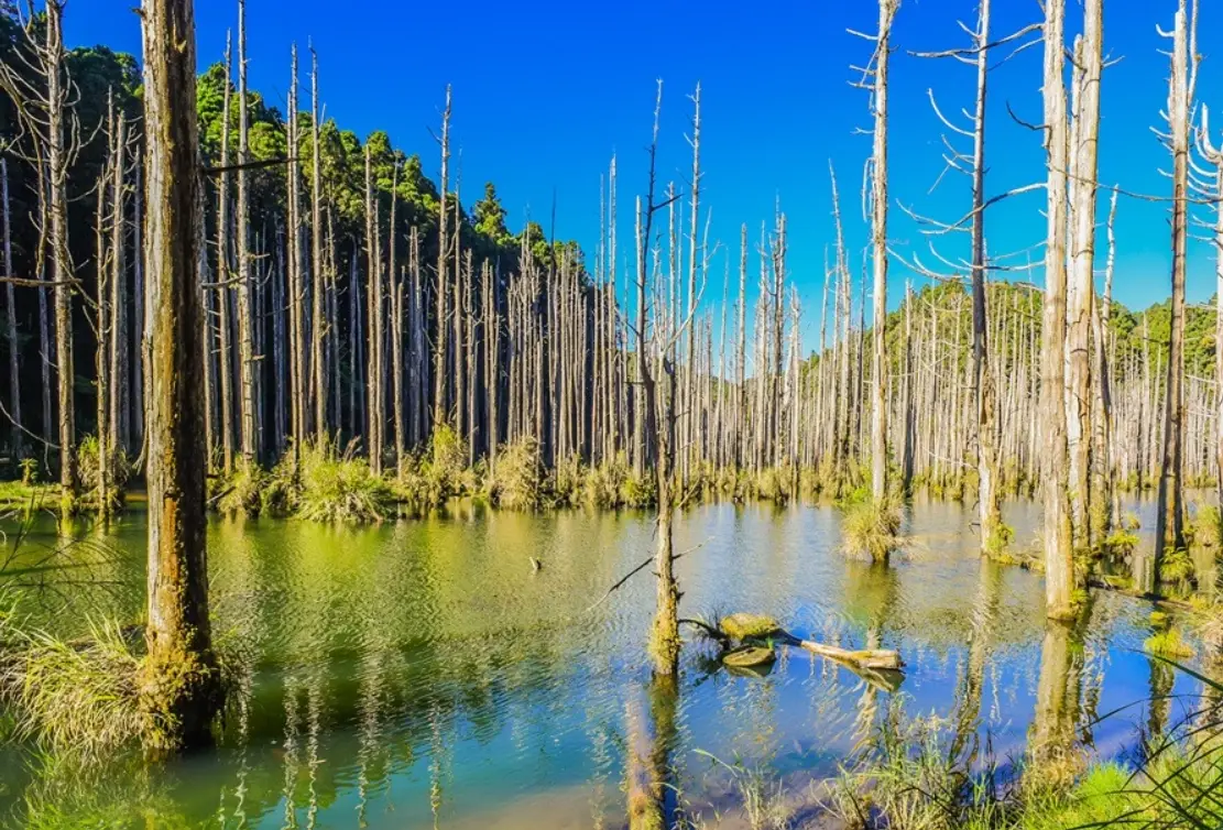 忘憂森林健行難度全解析：新手老手都該看的實戰指南