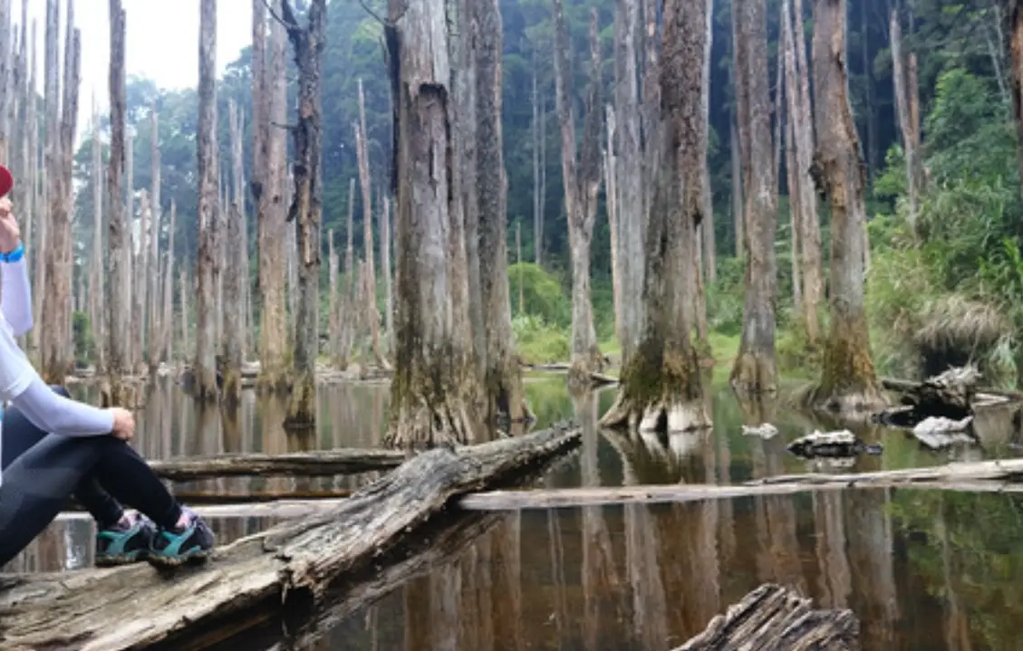 金柑樹山 忘憂森林