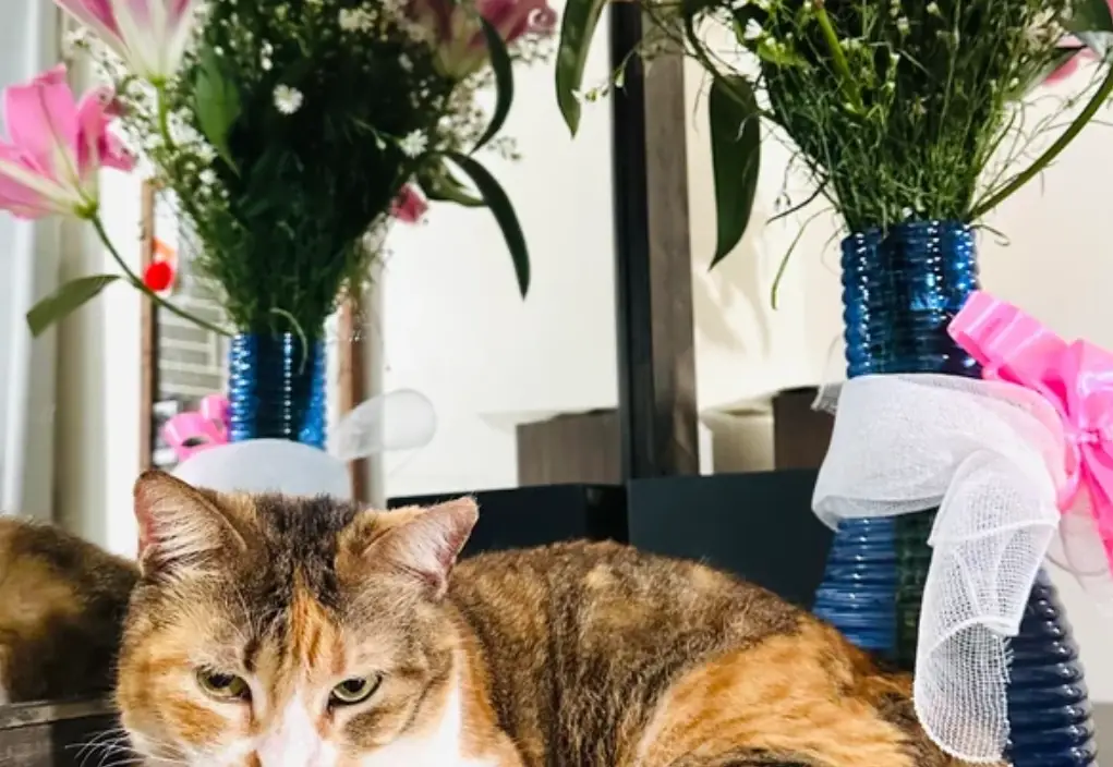 百合花 對貓 有害