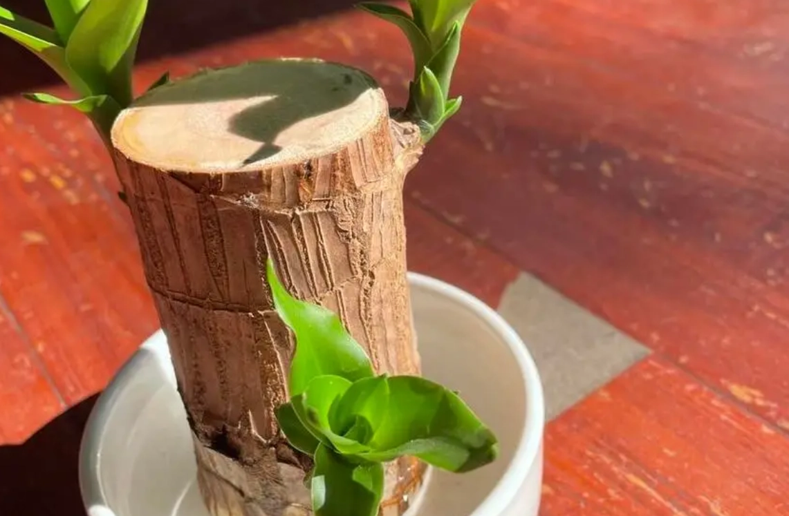 如何讓巴西木開花