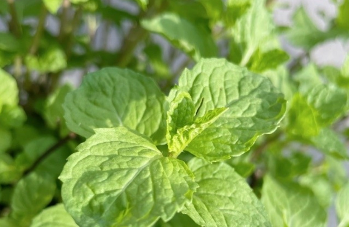 可食用香草植物種植全攻略：從陽台到餐桌的實用指南