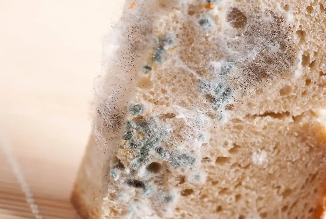 發霉食物吃了會怎樣？專家解析健康風險、急救處理與預防關鍵