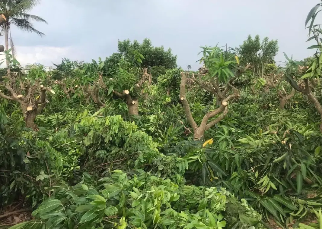 矮化技術完整指南：原理、方法與實戰技巧