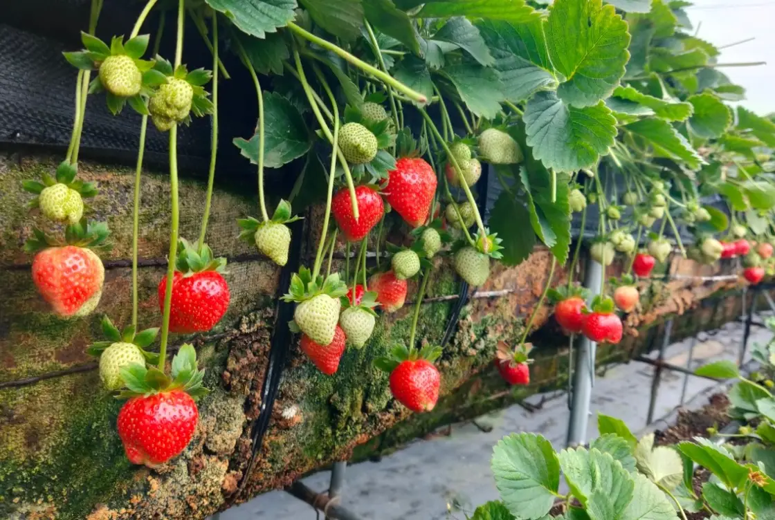 桑妮草莓園 品種