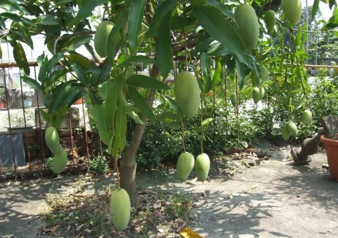 芒果樹種植方法全攻略：從選苗到收成的實用指南