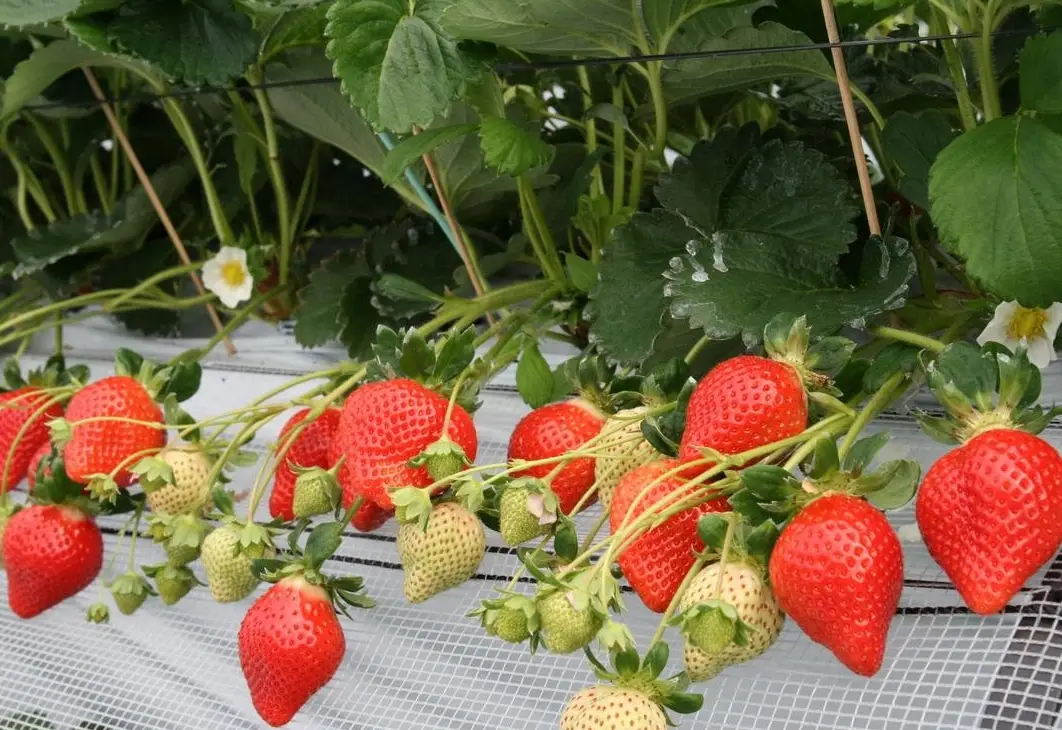 桑妮草莓園 品種
