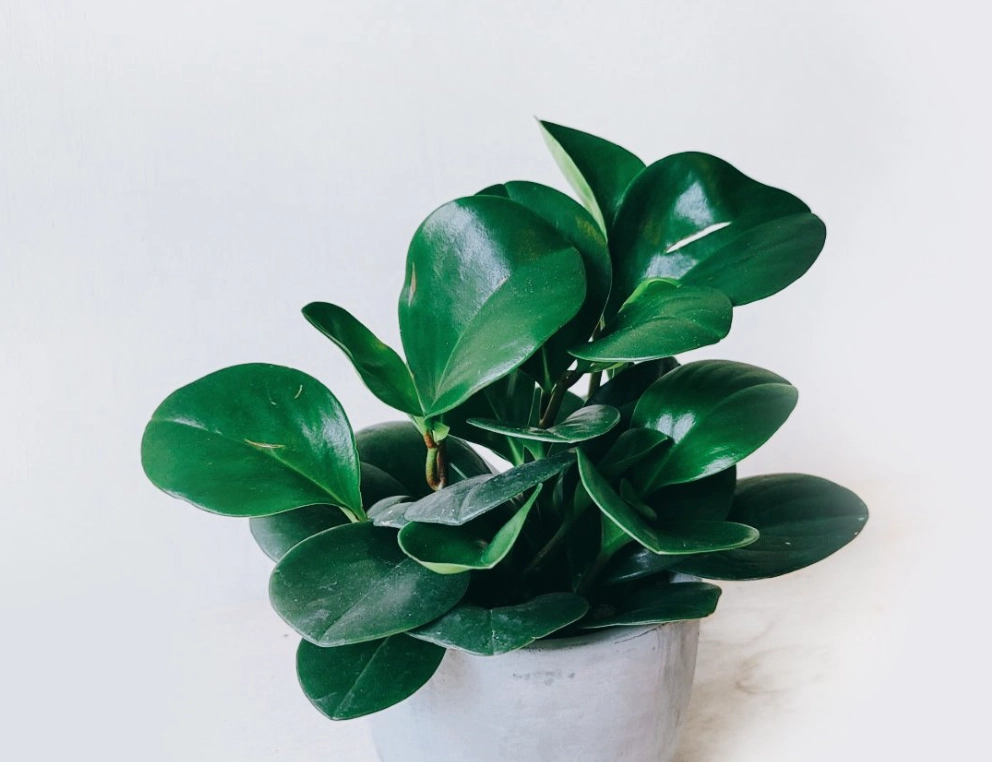 室內植物光照需求