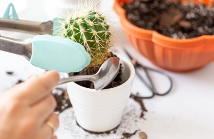 盆栽換土時機與步驟全解析