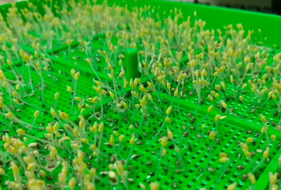 奇亞籽發芽能吃嗎